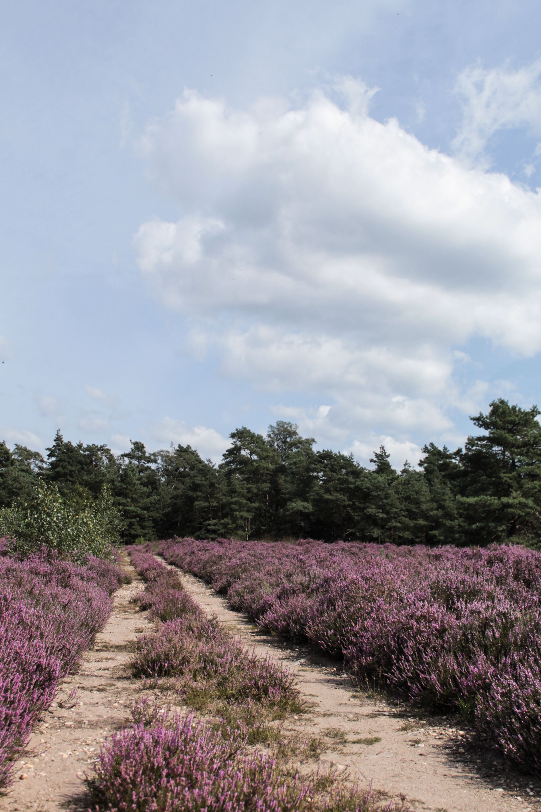 Een pad door de heide als beeld voor persoonlijke ontwikkeling Zandpad dat door bloeiende paarse heide de diepte in loopt